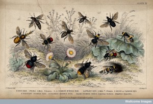 Summer Bees
